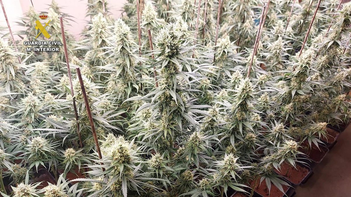 Desmanteladas tres fincas de marihuana indoor en Ajofrín con 1.200 plantas incautadas