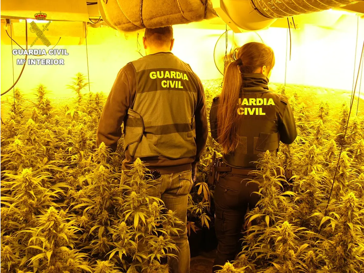 Desmantelan dos cultivos ‘indoor’ en Enguídanos con capacidad para más de 500 plantas de cannabis