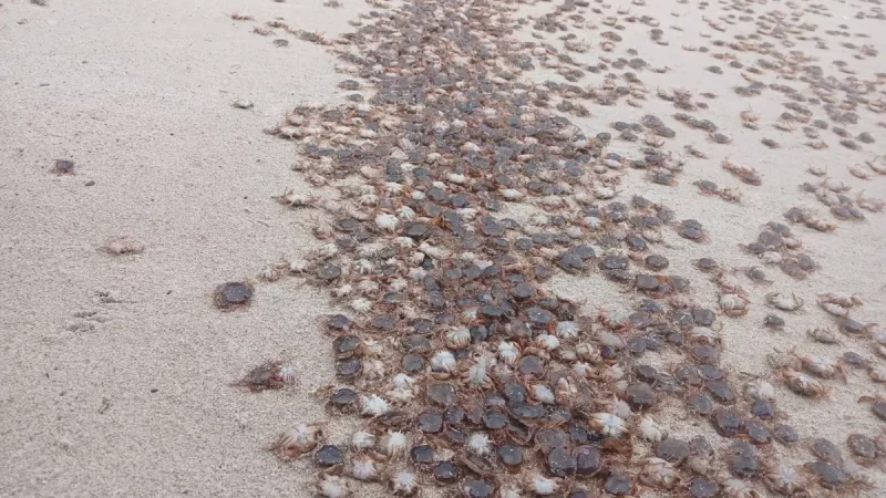 Cientos de cangrejos patudos son llevados por la marea hacia las costas de las Islas Atlánticas