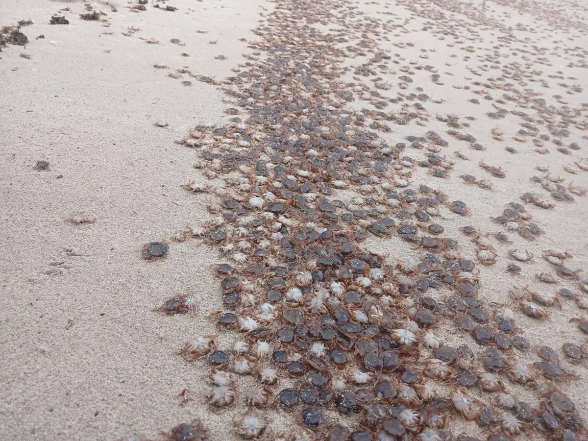 Cientos de cangrejos patudos son llevados por la marea hacia las costas de las Islas Atlánticas